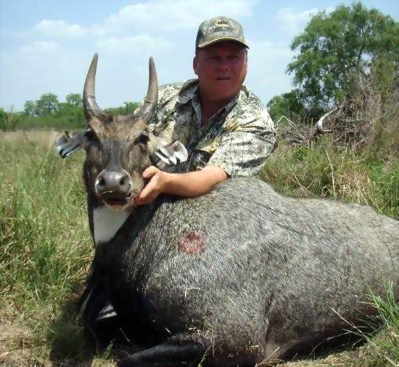 All Seasons Guide Service South Texas Nilgai Antelope Safaris.