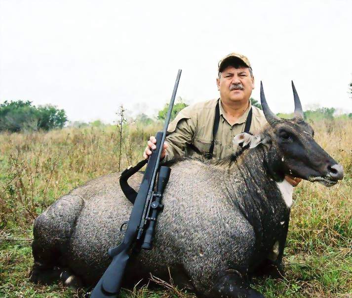 All Seasons Guide Service South Texas Nilgai Antelope Safaris.