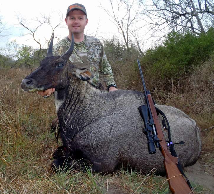 All Seasons Guide Service South Texas Nilgai Antelope Safaris - Click Here To Return To The Nilgai Hunting Gallery.