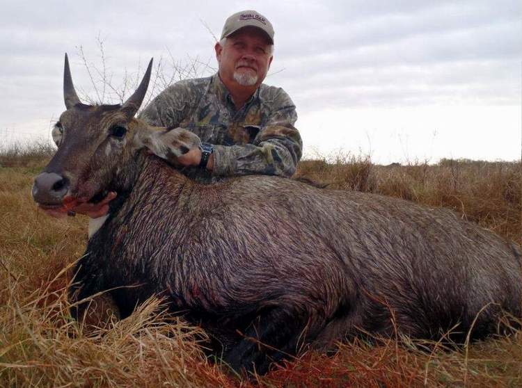 All Seasons Guide Service South Texas Nilgai Antelope Safaris - Click Here To Return To The Nilgai Hunting Gallery.