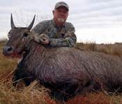 All Seasons Guide Service South Texas Nilgai Antelope Safaris - Click Here For A Larger View