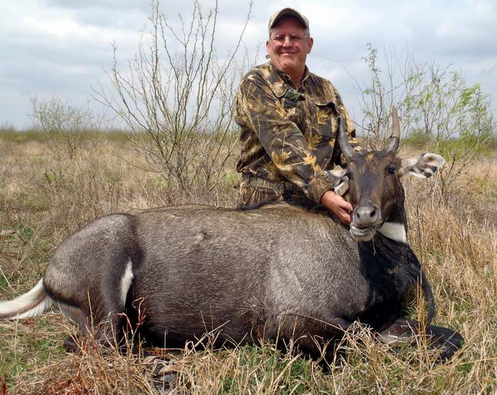 All Seasons Guide Service South Texas Nilgai Antelope Safaris - Click Here To Return To The Nilgai Hunting Gallery.