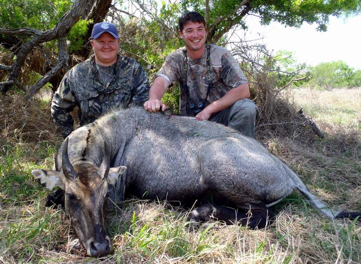 All Seasons Guide Service South Texas Nilgai Antelope Safaris - Click Here To Return To The Nilgai Hunting Gallery.