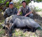 All Seasons Guide Service South Texas Nilgai Antelope Safaris - Click Here For A Larger View