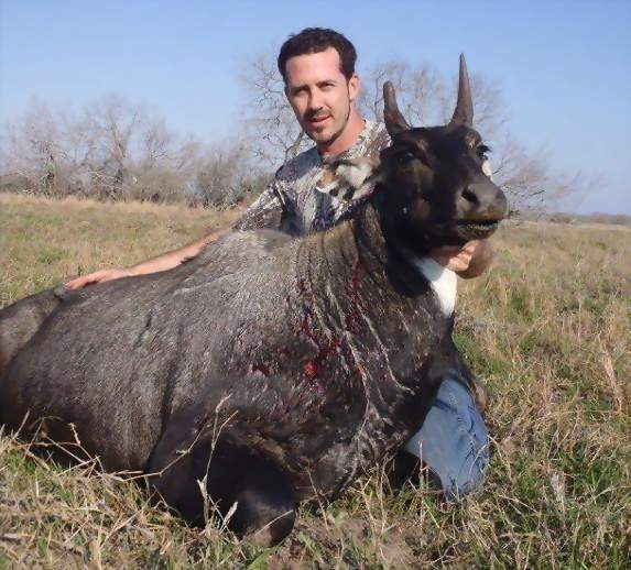 All Seasons Guide Service South Texas Nilgai Antelope Safaris - Click Here To Return To The Nilgai Hunting Gallery.