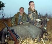 All Seasons Guide Service South Texas Nilgai Antelope Safaris - Click Here For A Larger View