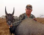 All Seasons Guide Service South Texas Nilgai Antelope Safaris - Click Here For A Larger View