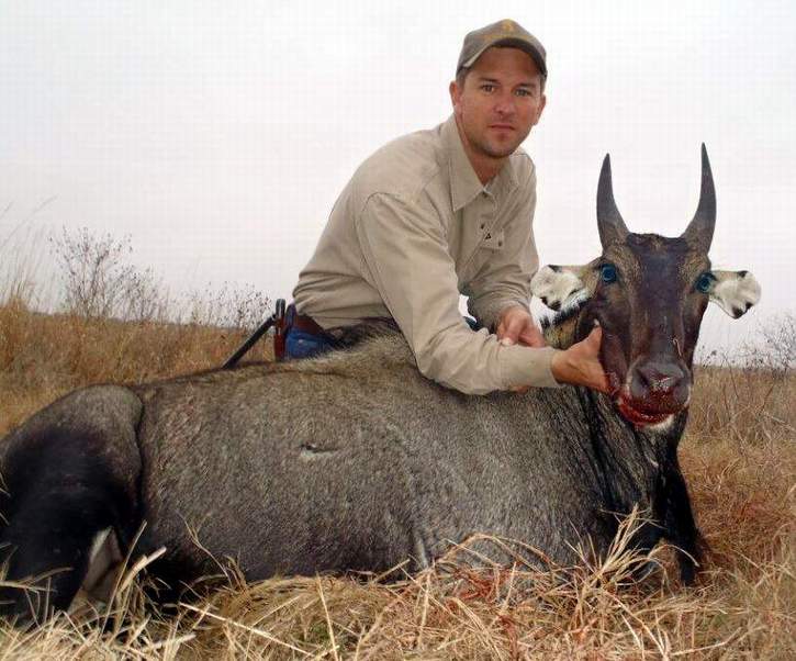 All Seasons Guide Service South Texas Nilgai Antelope Safaris - Click Here To Return To The Nilgai Hunting Gallery.