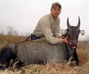 All Seasons Guide Service South Texas Nilgai Antelope Safaris - Click Here For A Larger View