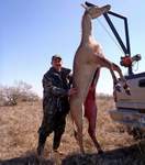 All Seasons Guide Service South Texas Nilgai Antelope Safaris - Click Here For A Larger View