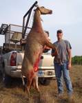 All Seasons Guide Service South Texas Nilgai Antelope Safaris - Click Here For A Larger View