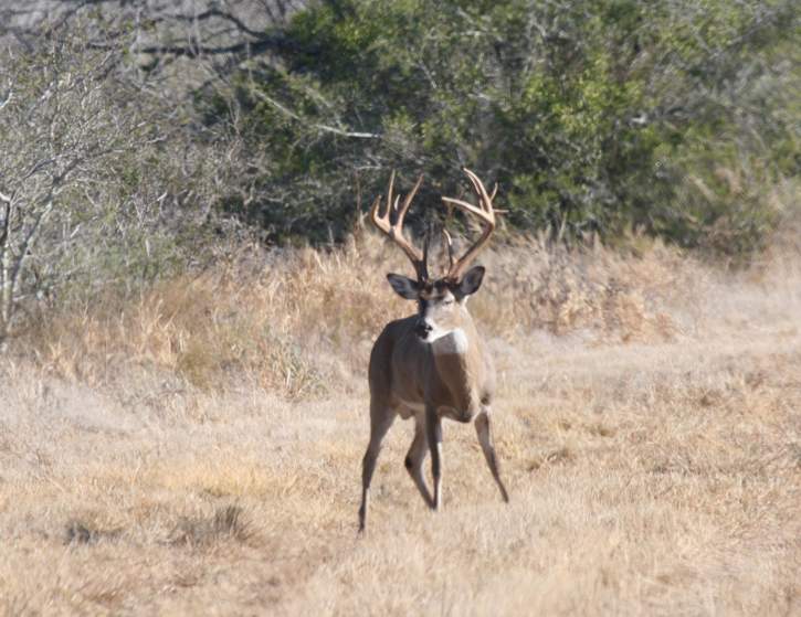 All Seasons Guide Service Whitetail Photo Safari Gallery